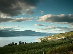 Shrubs apples extending on the plot of an orchard Stock Footage
