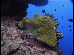 Pacific Ocean, fish swim around yellow-green sea anemone on rock. Stock Footage