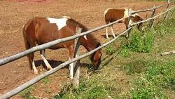 horse eating grass in farm Stock Footage