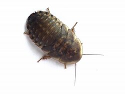 Cockroach PAL Stock Footage