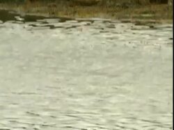 MS Grey seal (Halichoerus grypus) tilt up from water to seals resting on seaweed covered rocks, Norfolk, UK Stock Footage