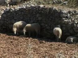 Sheep in nature Stock Footage
