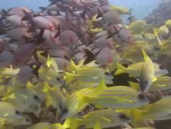 Snapper Stock Footage