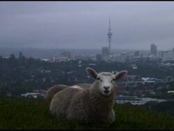 Urban Sheep (with Cityscape Background) Stock Footage