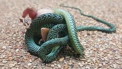 Tree Snake eating Bull Frog in battle for survival.  This footage highlights particular strategies adopted by animals in the wild for their success and survival. Stock Footage