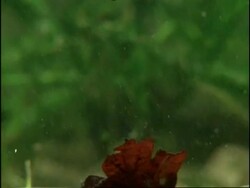 Whirligig Beetles (Gyrinus natator) using abdominal air bubbles to float food to surface, sequence, UK Stock Footage