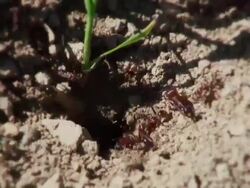 Anthill Stock Footage