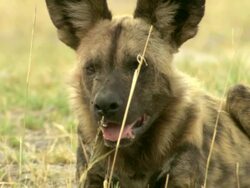 CU TD Shot of African wild dog resting and observing surroundings / Okavango Delta, North-West District, Botswana Stock Footage