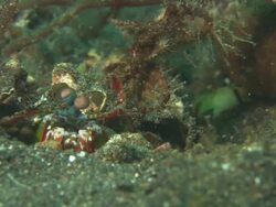 Mantis shrimp, in hole, looks around, medium close up, Indonesia  Stock Footage