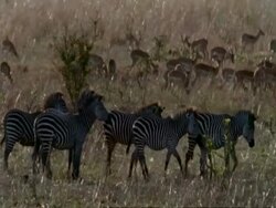 WA Zebras and Gazelles grazing, Tanzania Stock Footage