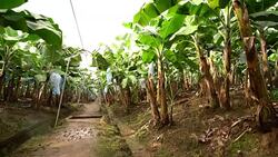 DS Field of banana trees in Costa Rica Stock Footage