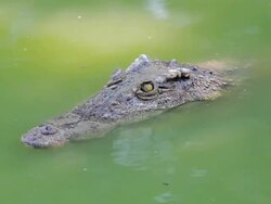 Crocodile in the water Stock Footage