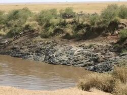 incredible fighting for survival - Great Wildebeest Migration in Kenya Stock Footage
