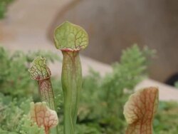 Sarracenia Stock Footage
