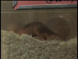 Naked mole rats are becoming increasingly popular in research laboratories. The seemingly invulnerable rodents have surprised scientists with their ability to live up to 30 years and their potential to offer insights into human health. News Clip