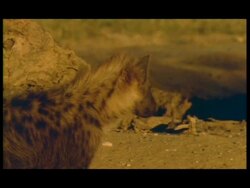 CU Spotted Hyena (Crocuta crocuta) looking around, Botswana Stock Footage