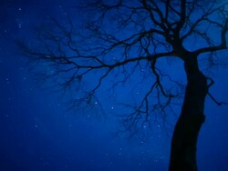 T/L, WS, ZI, night sky stars behind silhouetted tree / Pantanal, Mato Grosso, Brazil Stock Footage
