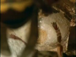 BCU Hornet (Vespa crabro) larva spinning cocoon, England Stock Footage