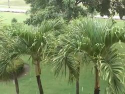 Tropical rain 3  60i Stock Footage