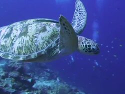 Turtle Swimming Stock Footage