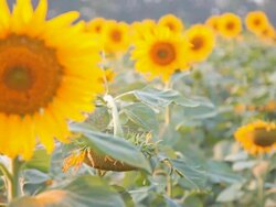 Dolly:Sunflower plantations at evening. Stock Footage