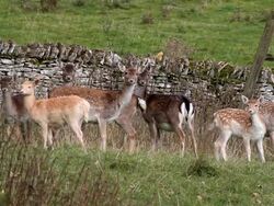 DOE AND FAWN FALLOW DEER Stock Footage