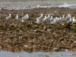 WS View of Flocks of hartlaub's gulls standing on washed up kelp feeding and preening / Namaqualand, Northern Cape, South Africa Stock Footage