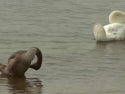Swan, patent and chick Stock Footage