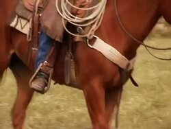 Horse\'s Gait Stock Footage