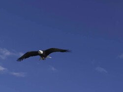 MS TS Bald Eagle glides slowly to landing / Boise, Idaho, United States Stock Footage