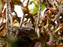 Bird brood Stock Footage