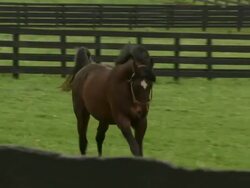 Shot of brown horse galloping by camera over to the fence. Stock Footage