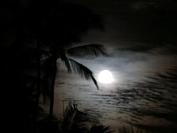 Tropical Moonlight and Palm Trees, Hawaii Stock Footage