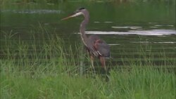 A heron struts along a grassy swamp bank where crocodiles lurk in the distance. Stock Footage
