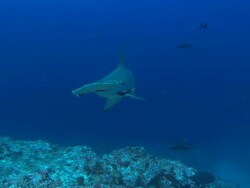 Hammerhead swim by, Costa Rica, Pacific Ocean  Stock Footage