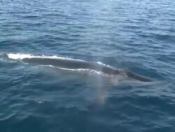 Fin whale (Balaenoptera physalus) surfacing - spray from blow hole, La Paz, Sea of Cortez, Mexico Stock Footage