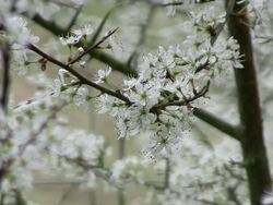 MS Blooming sour cherry tree / Kastel-Staadt, Rhineland-Palatinate, Germany Stock Footage