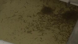 CLEAN : Millions of infected Brazilian mosquitoes to tackle dengue News Clip