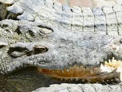 Crocodile Stock Footage