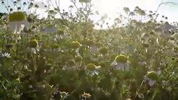 Wilde Chamomile flowers Stock Footage