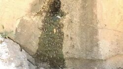 Thirsty swarm of bees Stock Footage