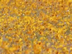MS R/F Shot of Masses of orange Namaqualand daisies carpeting sloping ground / Namaqualand, Northern Cape, South Africa Stock Footage