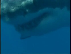 CU Great White Shark, swims past camera, face and teeth visible, Guadalupe Island, Pacific Ocean Stock Footage