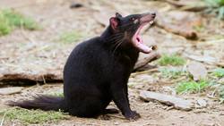 Science Kids: Biodiversity Instructional Video