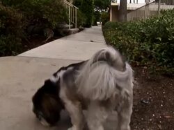 Walking Puppy: Dog POV / Point of View Stock Footage