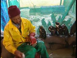 SOUTH AFRICA: CAPE TOWN: PENGUINS SAVED AFTER OIL SPILL News Clip