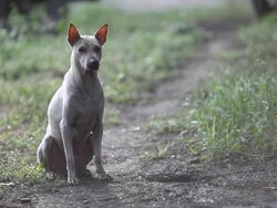 Dog in the yard Stock Footage
