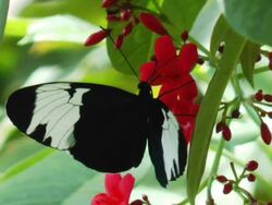 Butterfly on red flower Stock Footage