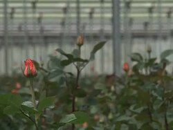 CLEAN: Losing Kenya's Lake Naivasha News Clip