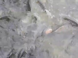 feedding fish Stock Footage